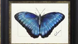 Blue Morpho creation