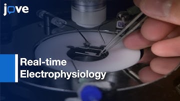 Real-time Electrophysiology to Probe Neuronal Dynamics and Beyond | Protocol Preview