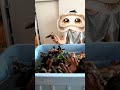 Which Animal Is Next?  ㅣ Animal Choice