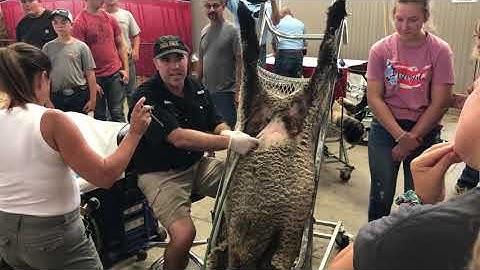 Laparoscopic Artificial Insemination in Sheep 2023