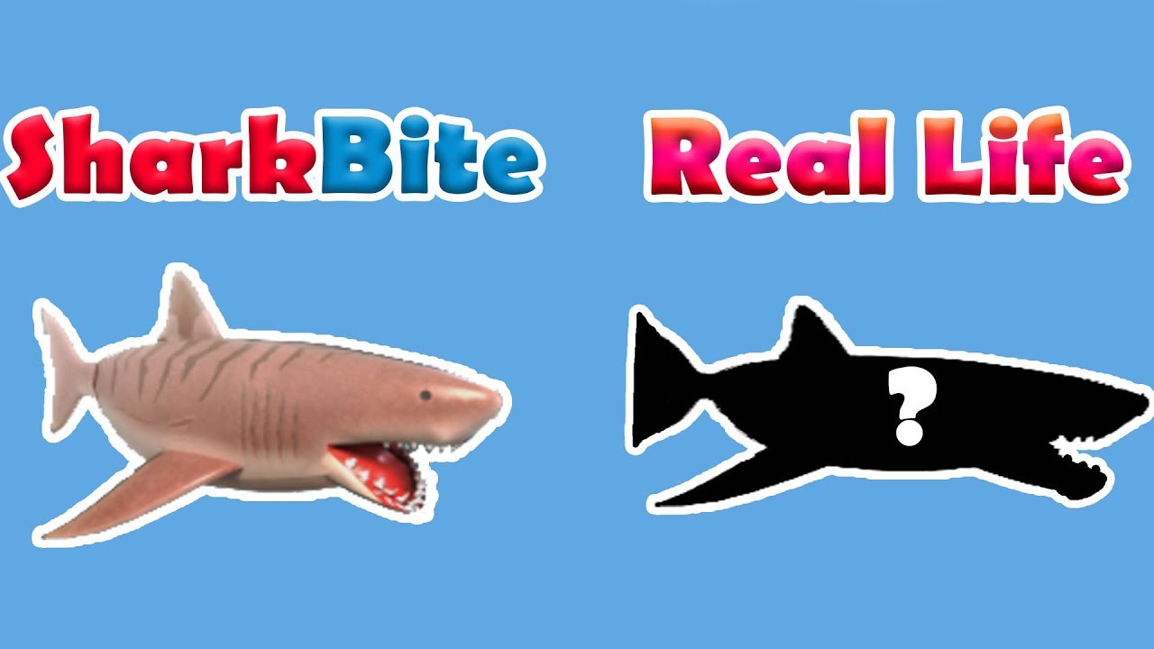 Every Boat Gun Shark And More In Real Life Roblox Sharkbite Youtube - roblox shark bite sharks