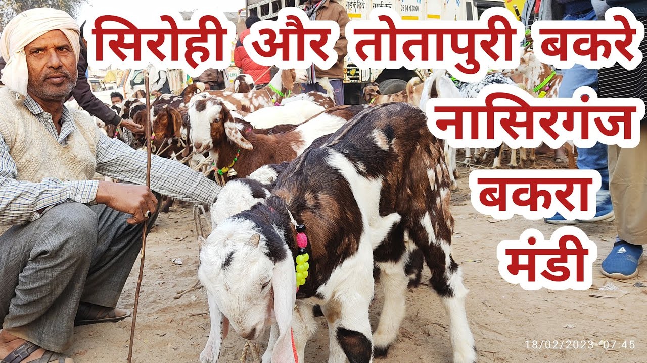 सिरोही और तोतापुरी बकरे बकरियां सुल्तानपुर बकरा मंडी में 