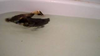 My Bali ducks take their first swim