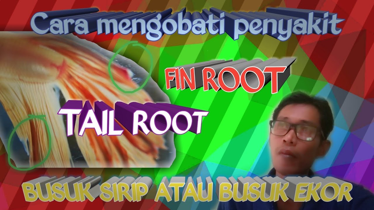 Cara mengobati ikan sakit fin root/tail root (busuk sirip/busuk ekor