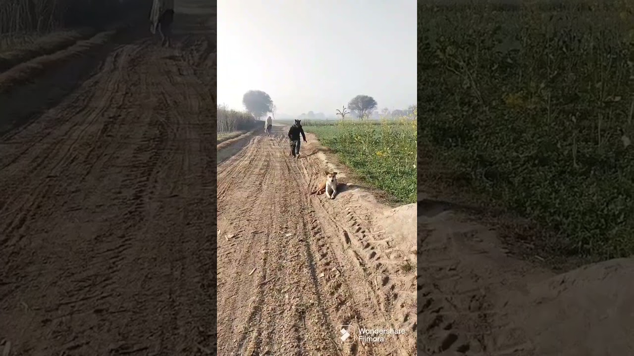 prank village dog funny video 