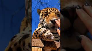 Harimau jinak yang lucu #harimau #macan