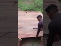 SECADOR DE CACAU! 😱 ÉPOCA DA COLHEITA NA AMAZÔNIA #agro