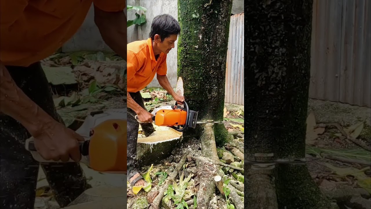 Breadfruit tree trunk felling. 