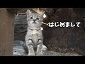 保護された子猫が実家に居ました
