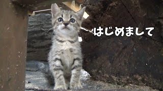 保護された子猫が実家に居ました