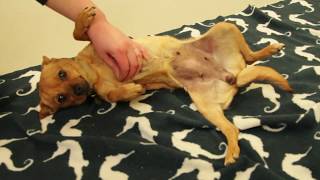 Shelby-Adopt a Rescue Dog from The Pixie Project!