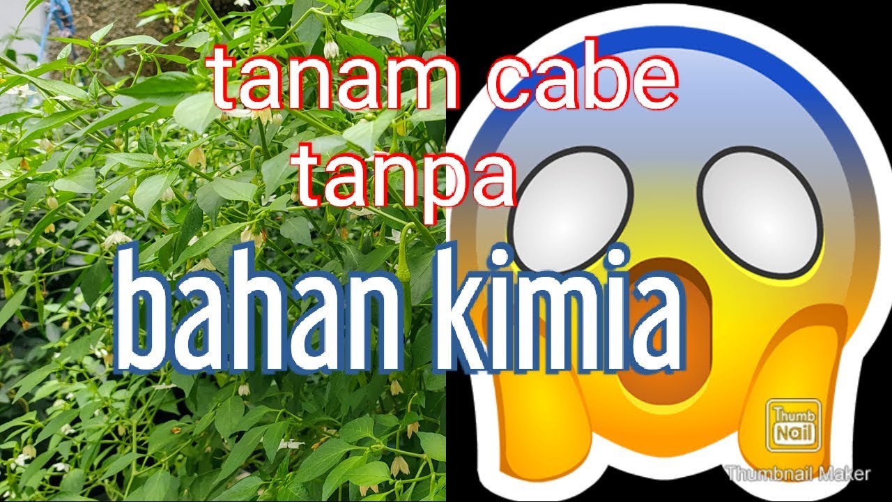Tanam cabe tanpa bahan kimia / planting chilies without chemicals 