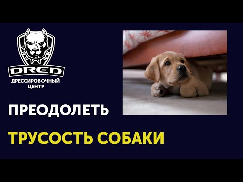 Как преодолеть трусость собаки | Ошибочное подкрепление трусливости