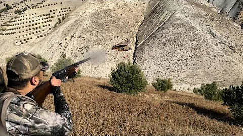 La chasse perdrix et lièvre au maroc parte 1 