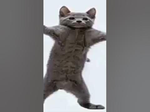 котик танцует - YouTube