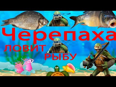 Ниндзя черепаха ловит рыбок Bubafish Улыбчивый Кот 0+