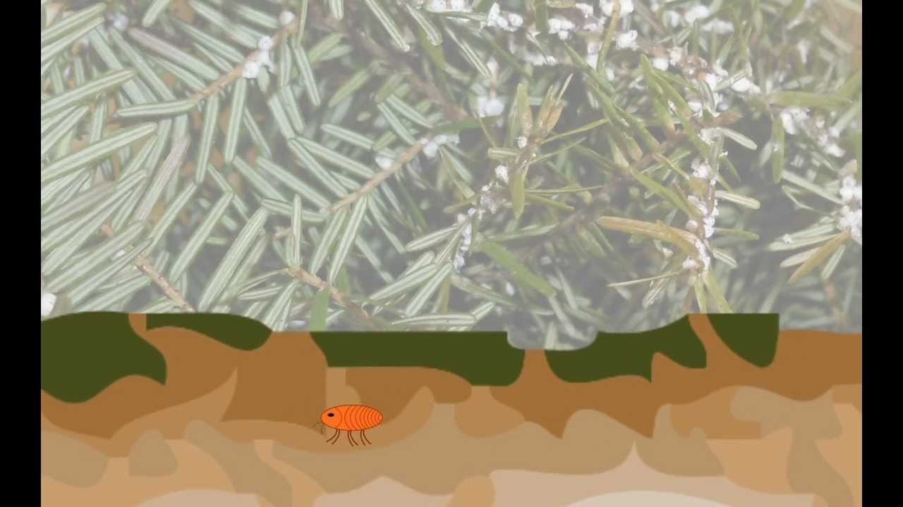 Lifecycle of the Hemlock Woolly Adelgid