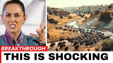 Mexico laat bizons los in de woestijn – en 10 jaar later...