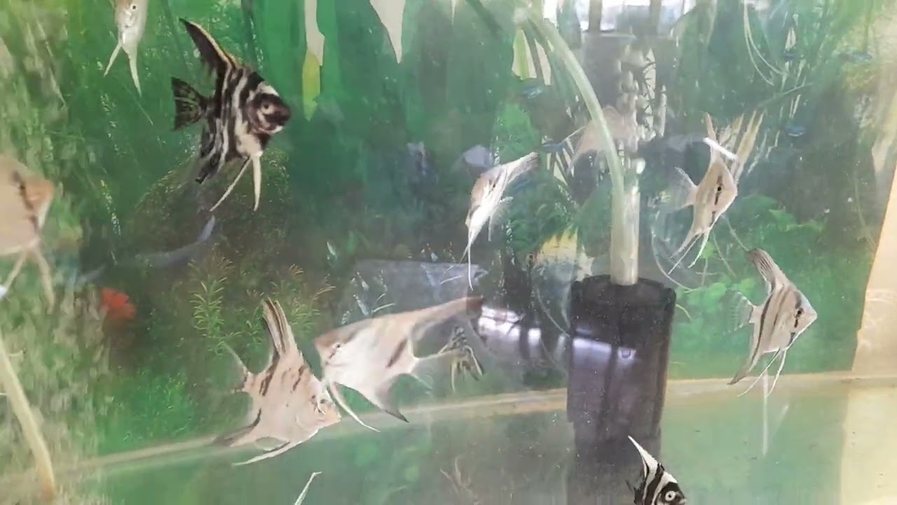 A beautiful creature  of GOD..