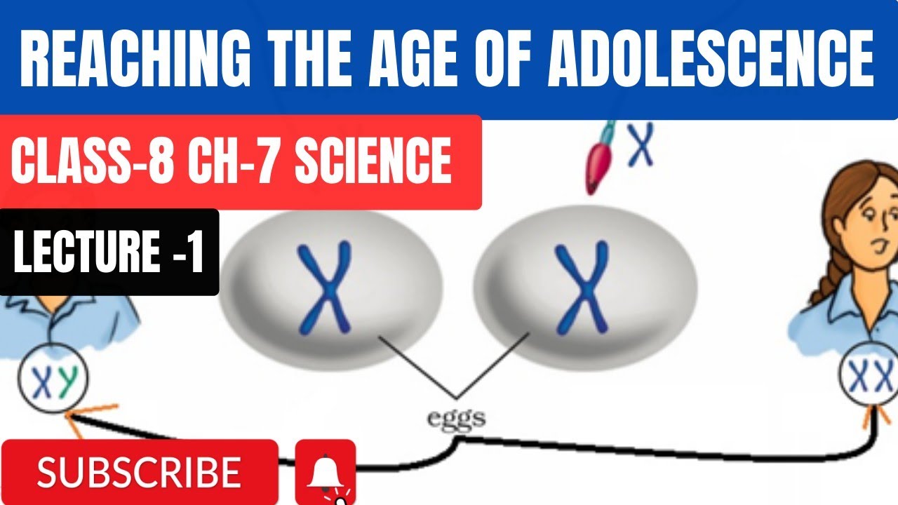 cbse-class-8-science-chapter-7-reaching-the-age-of-adolescence