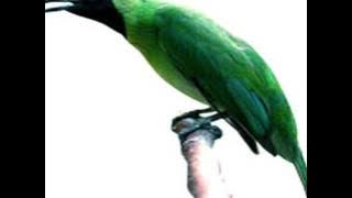 suara cucak ijo Banyuwangi durasi panjang mp3