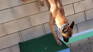 Just Monkey the dog! parkour by Omar von Muller 623,981 views 3 years ago 1 minute, 42 seconds