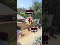 Bear Attacking Street Dogs (vivint/tt)