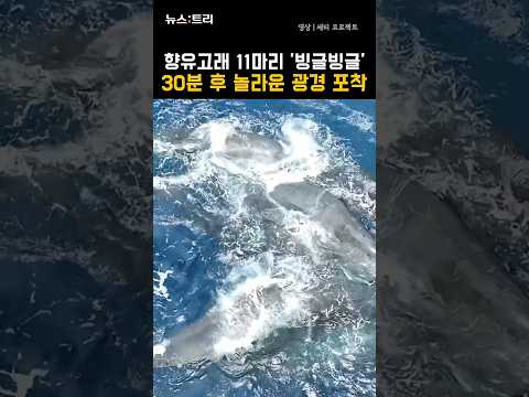 향유고래 11마리 '빙글빙글'...30분 후 놀라운 광경 포착