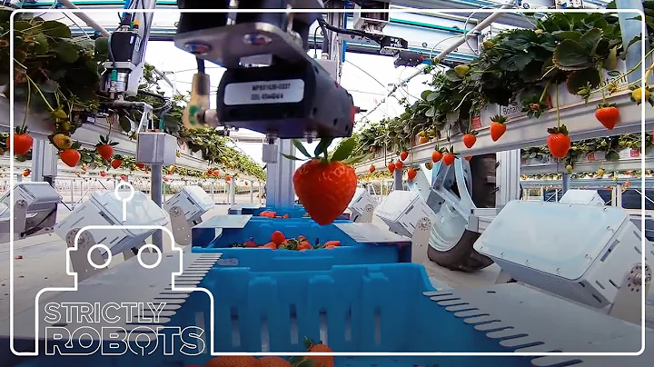 Meet the Robotic Strawberry Harvesters Picking Fresh Produce