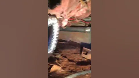 Steve Colvin removes Snake Skins from Crawlspace