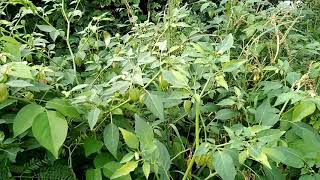 Tshuaj Zoo Rua Cov Me Nyuam Kws Mob Noob Qais O O Los Yog Ib Saab Luj Ib Saab Yau.