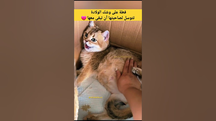 قطة على وشك الولادة تتوسل لصاحبتها أن تبقى معها 💔 #مؤثر #قطط
