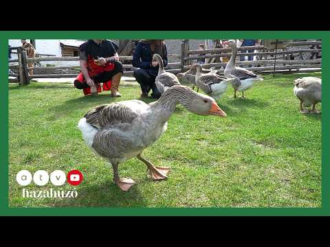 HAZAHÚZÓ – Sümegi tavaszi kalandok 2.