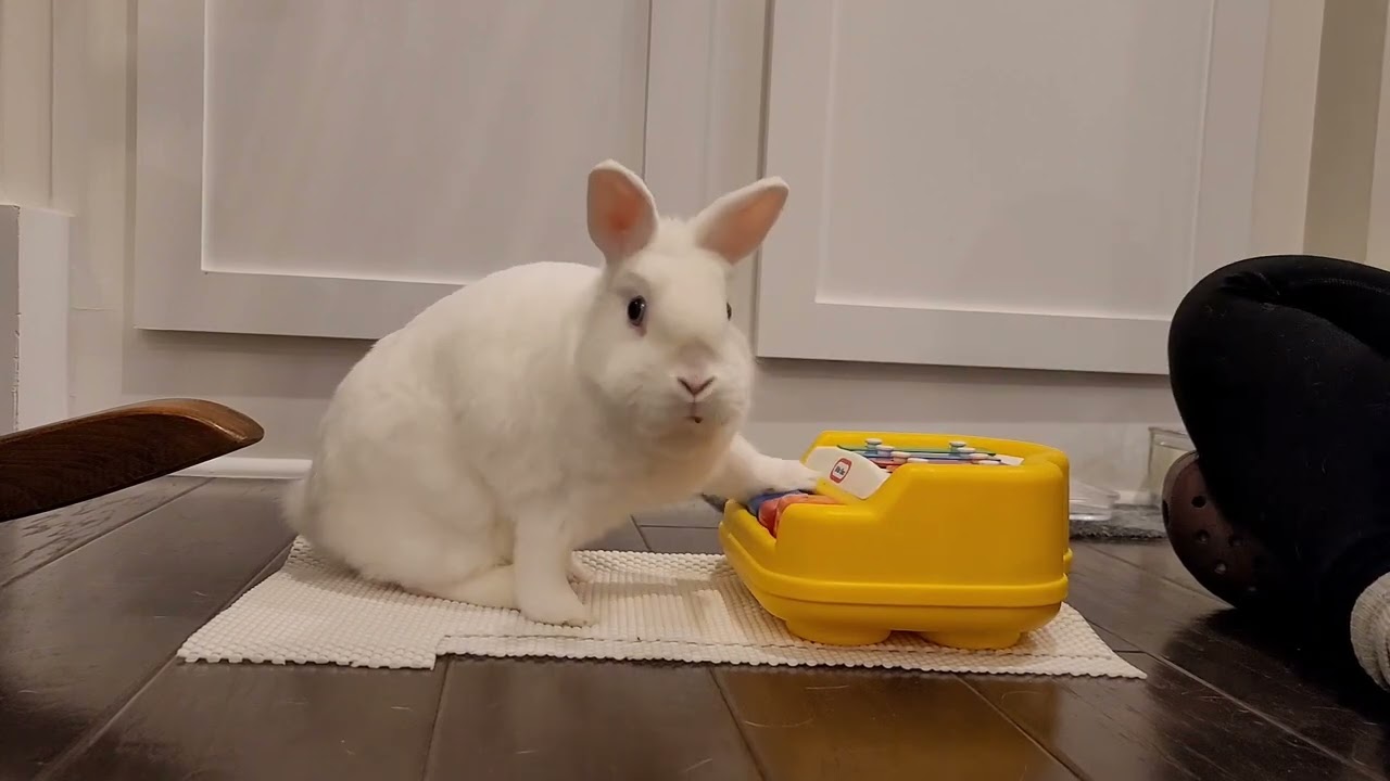 deaf bunny named Protein plays xylophone - YouTube