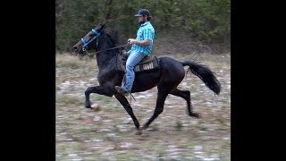 Standardbred Trotter Speed Racking Stallion