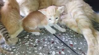 DAY 25 FIRST TIME ALL KITTENS COME OUT OUTSIDE ROOM WITH CAT #cat #kitten #trending #viral