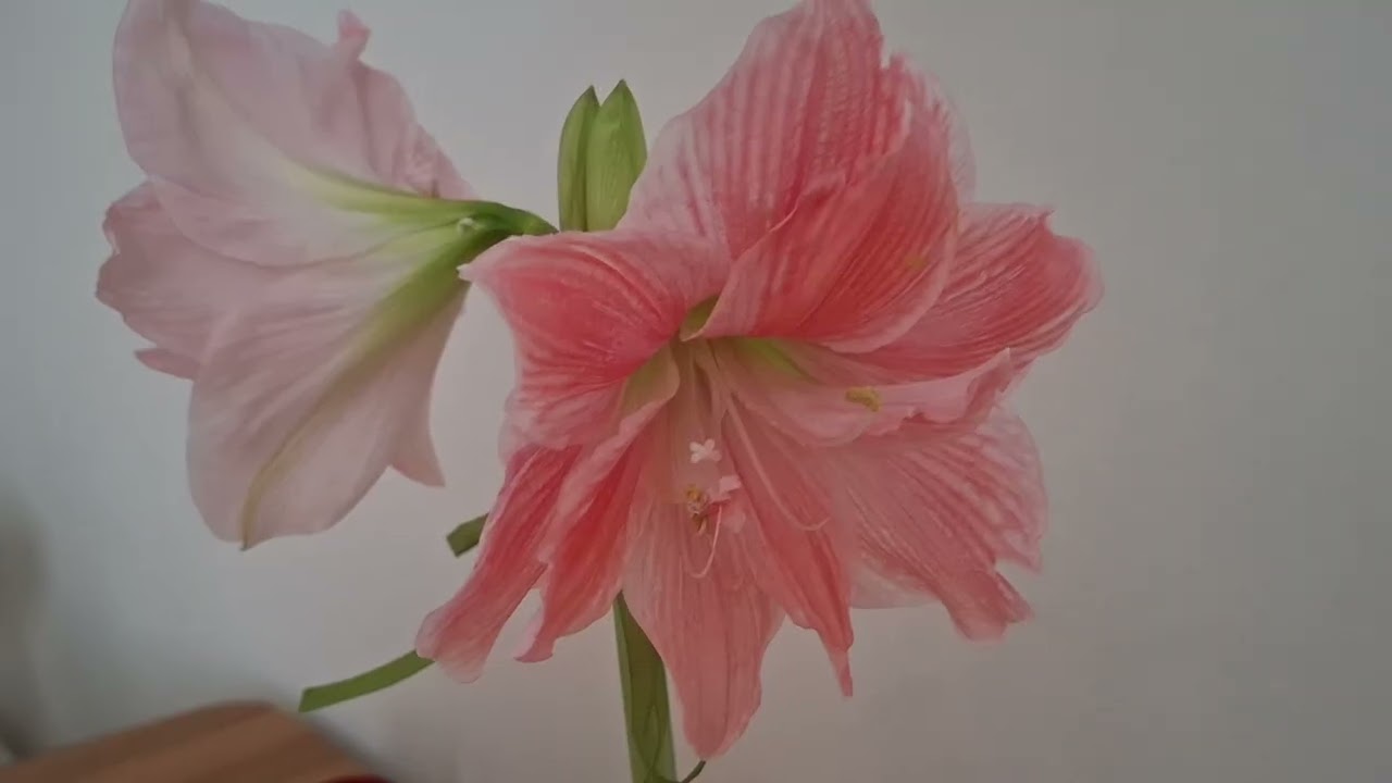 Гіпеаструм Світ Німф🩷💚