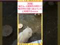【悲報】猫さん、人間相手の時だけ鳴き声を可愛く変えていたwww #2ch面白いスレ