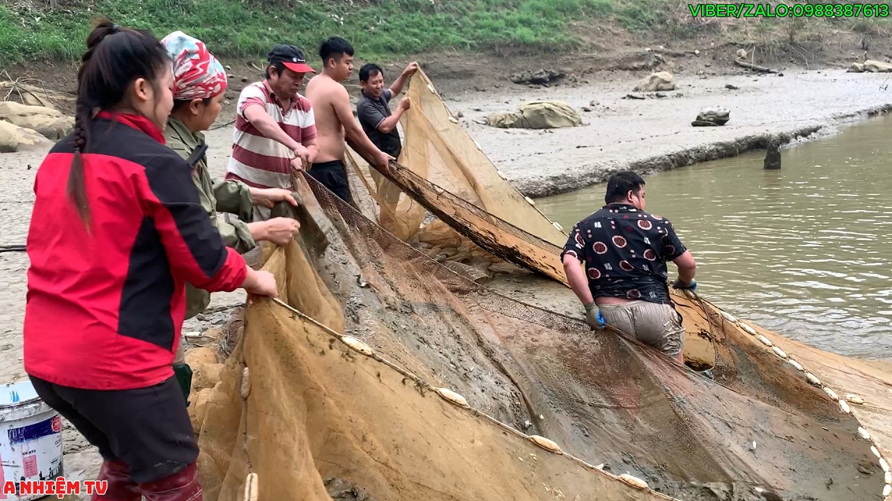 Vét Ao Cá Nhà Em Huế Mẹ Đơn Thân Ngày Cuối Năm,  Toàn Cá Hàng Khủng