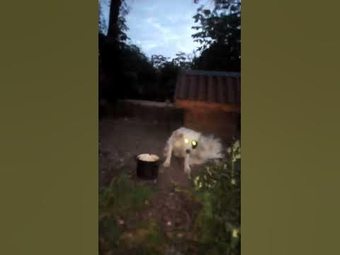 пес батрон - YouTube