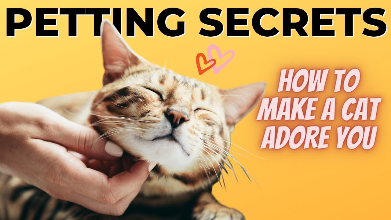 The Right Way to Pet Cats Avoid Scratches and Win Their Love YouTube