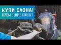 Сколько стоит слон? Купи слона! #GO в Таиланд