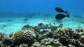 Pufferfish gets a cleaning from a Cleaner Wrasse fish
