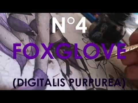Foxglove Speedpaint Video