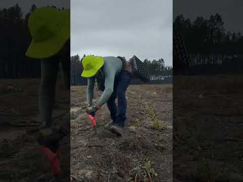 Treeplanting is work