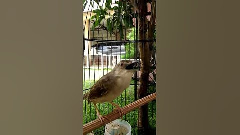 CIGUN FULL BREM | CIBLEK GUNUNG BREM GACOR