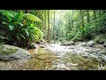 Tropical River ASMR – Calm Flowing Water & Nature Sounds for Deep Relaxation