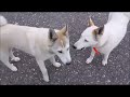 West Siberian Laika pups 5 months old playing BC Canada.