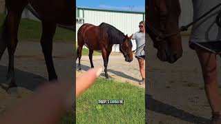 Introducing our new mare Rikki—watch her meet the herd for the first time!