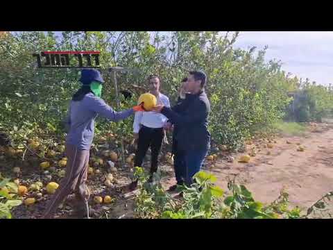 ט"ו בשבט -ראש השנה לאילנות: מרן הגאון רבי שלמה מחפוד שליט"א בפרדס אתרוגים בפדויים, שבט תשפ"ו.